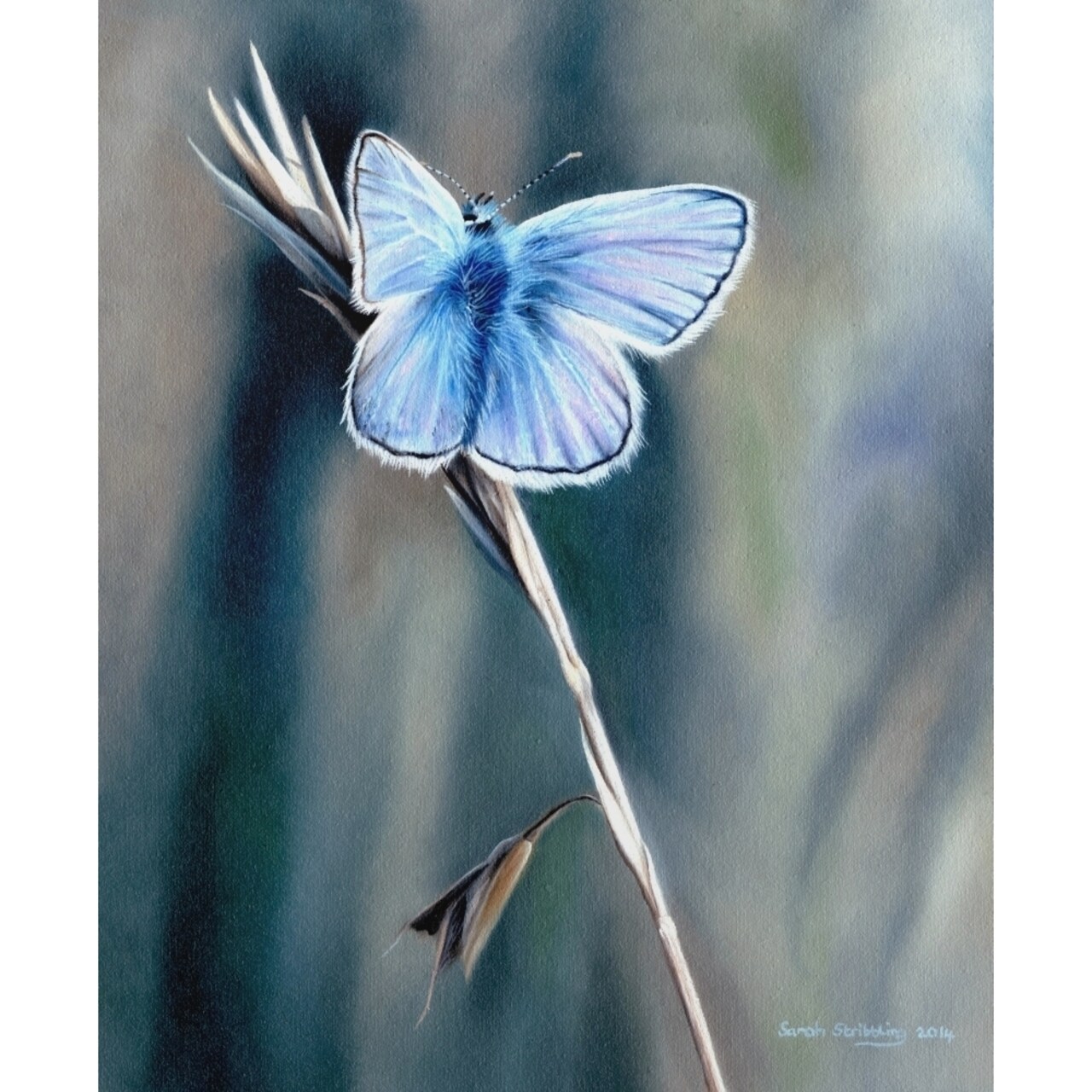 Common Blue Butterfly Poster Print By Sarah Stribbling
